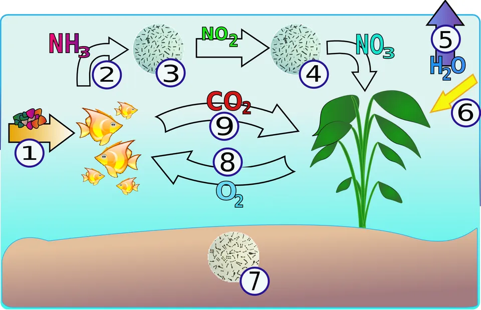 Sơ đồ chu trình nitơ trong bể: NH3 thành NO2 rồi NO3 cho cây hút.