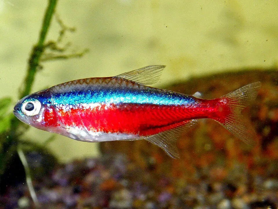 Cá cardinal tetra trưởng thành, thân đỏ rực kéo dài suốt bụng.