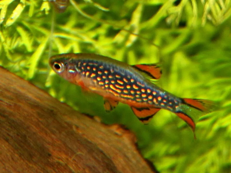 Cá galaxy rasbora đực lên màu đẹp, bơi trước khúc gỗ và bụi rêu.