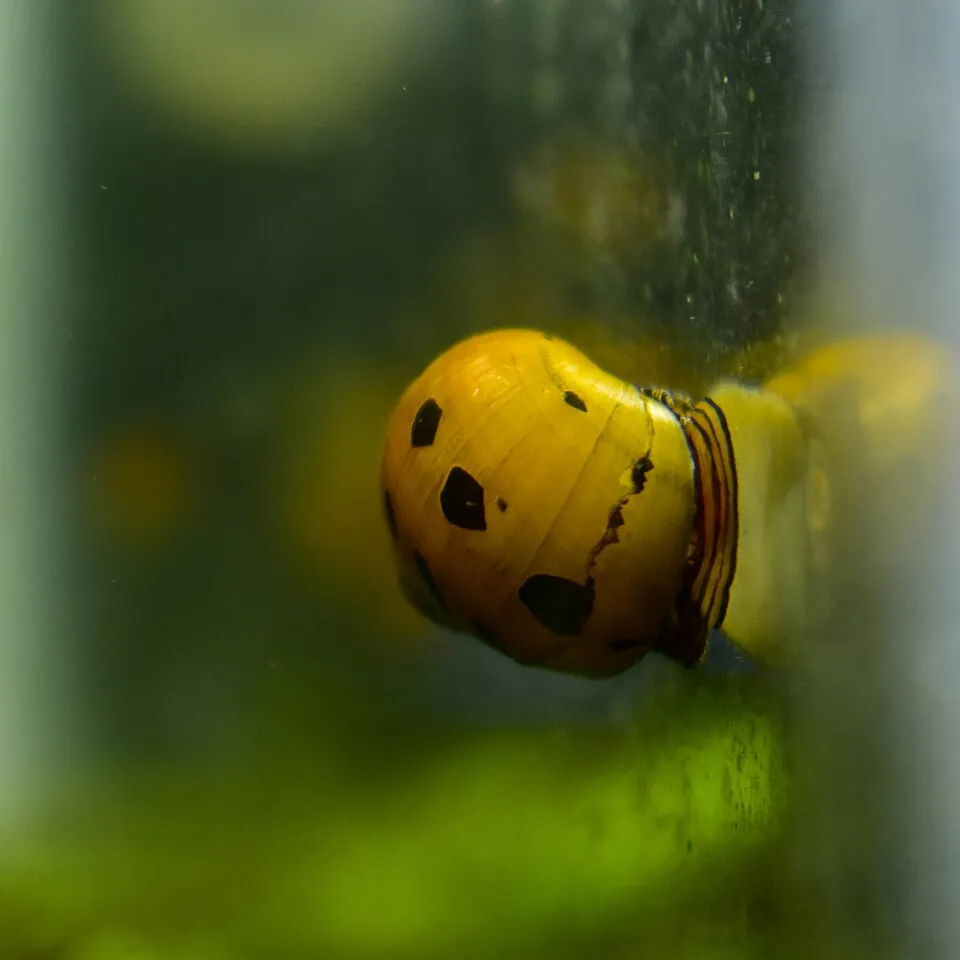 Ốc nerite vàng đang bò trên kính bể để dọn rêu.