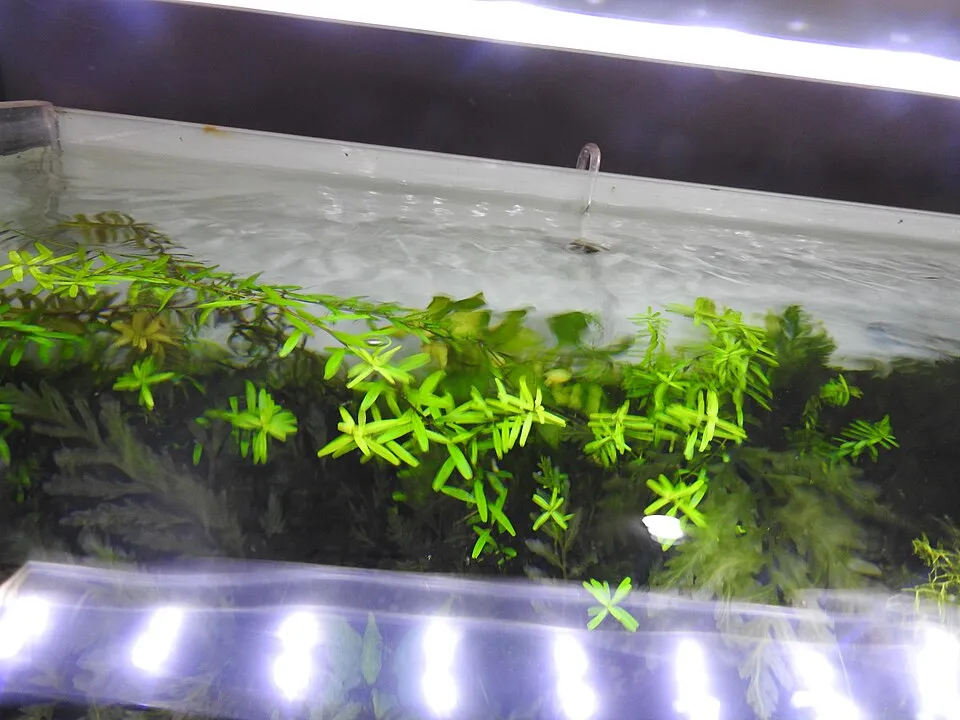 Cây thân đứng đã vươn sát mặt nước, đến lúc cần cắt tỉa.