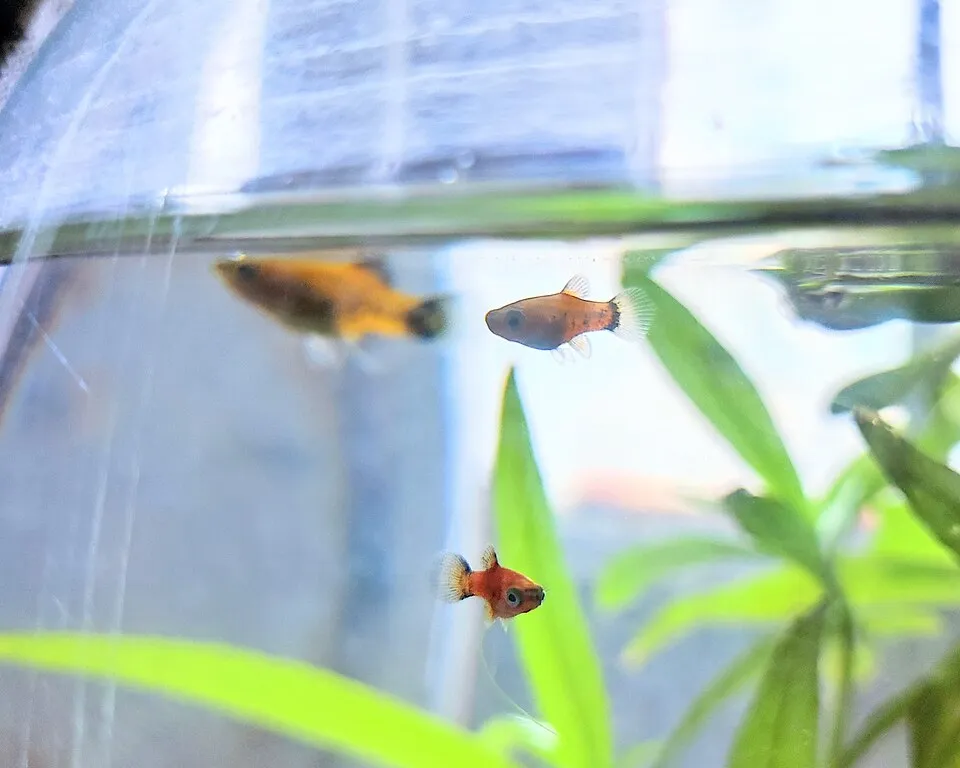 Mấy con cá mún nhiều màu bơi trong bể thủy sinh có cây.