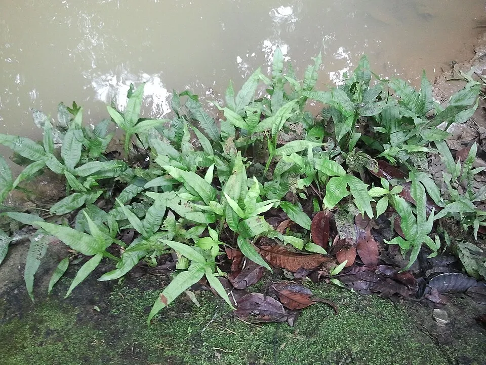 Cụm ráy (Cryptocoryne) mọc dày sát mép nước ngoài tự nhiên.