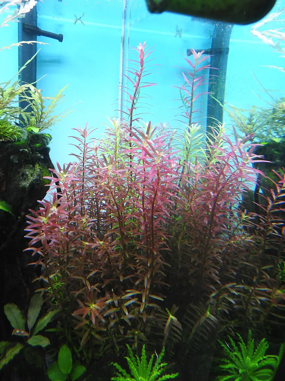 Bụi Rotala mọc nhanh, lên màu hồng đỏ đẹp trong bể thủy sinh.