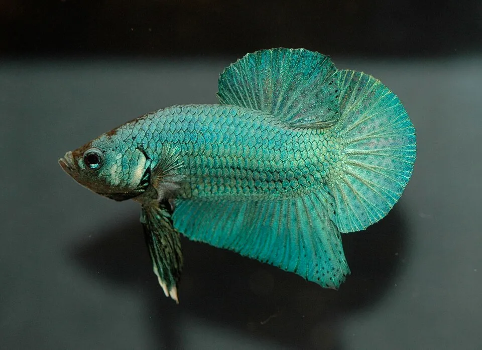 Một con betta plakat màu xanh ngọc, bơi trong bể, nhìn rõ thân và vây.