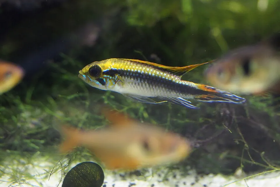 Một chú cichlid lùn màu vàng óng bơi trong bể mini trồng cây.