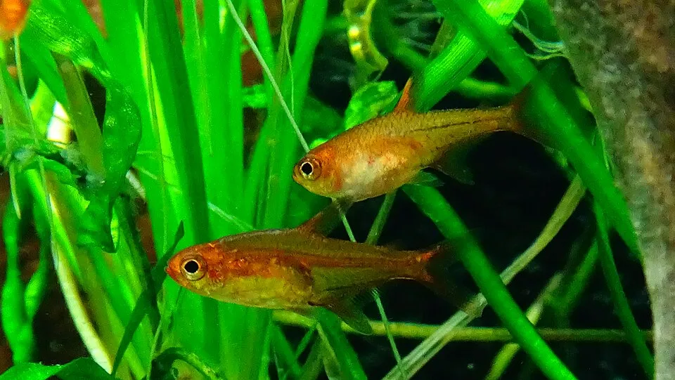 Hai con cá ember màu cam nổi bật giữa bụi cây thủy sinh xanh.