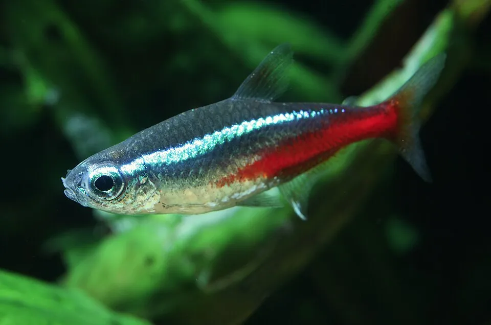 Cá neon khỏe, màu sáng rõ, vảy mượt và đuôi nguyên vẹn.