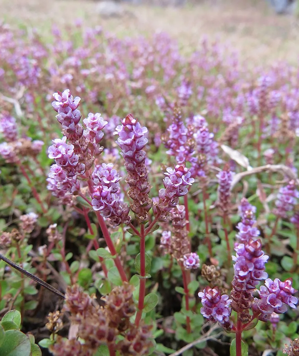 Bụi Rotala lá cạn ra hoa tím, thân đỏ, mọc dày thành thảm.