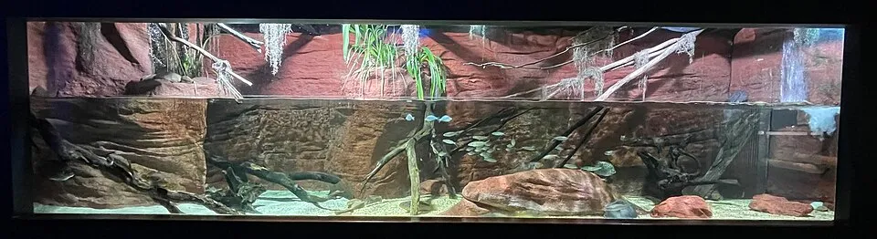 Bể kính dài kiểu chuẩn, có lũa và đá bố trí gọn bên trong.