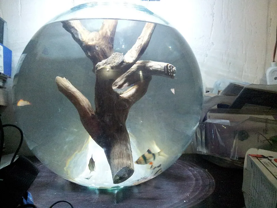 Khúc lũa đã chìm hẳn trong bể thủy tinh tròn, có cá bơi quanh.